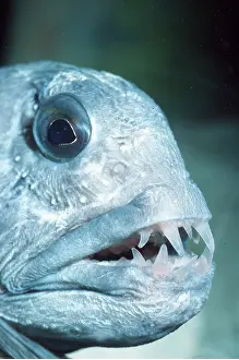Jaws: WOLF FISH