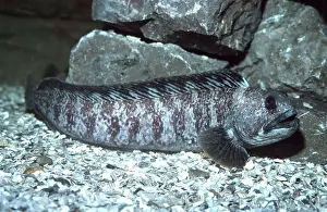 Ugly: WOLF FISH