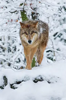 Flurry: Wolf in the forest, Canis lupus lupus