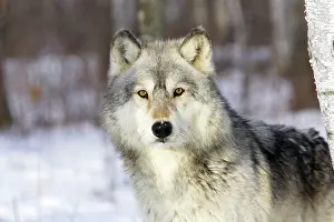Timber: Wolf / Gray Wolf / Timber Wolf