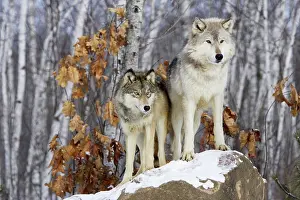 Outs: Wolf / Gray Wolf / Timber Wolf