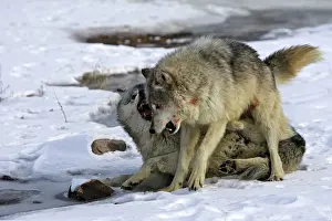 Submissive: Wolf / Gray Wolf / Timber Wolf - two males fighting