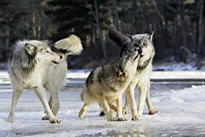 Submissive: Wolf / Gray Wolf / Timber Wolf - submissive behaviour