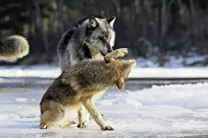 Submissive: Wolf / Gray Wolf / Timber Wolf - submissive behaviour