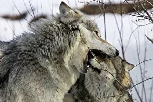 Submissive: Wolf / Gray Wolf / Timber Wolf - submissive behaviour