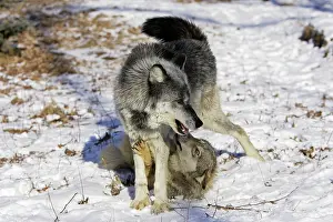 Submissive: Wolf / Gray Wolf / Timber Wolf - submissive behaviour