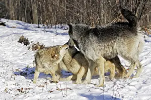 Submissive: Wolf / Gray Wolf / Timber Wolf - submissive behaviour