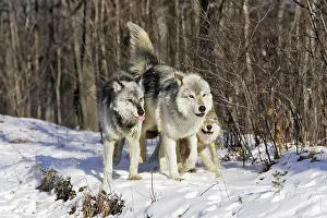 Submissive: Wolf / Gray Wolf / Timber Wolf - submissive behaviour