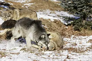 Submissive: Wolf / Gray Wolf / Timber Wolf - submissive behaviour