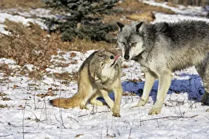 Submissive: Wolf / Gray Wolf / Timber Wolf - submissive behaviour