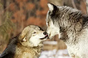 Submissive: Wolf / Gray Wolf / Timber Wolf - submissive behaviour