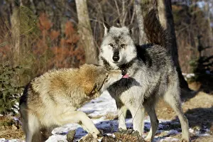 Submissive: Wolf / Gray Wolf / Timber Wolf - submissive behaviour