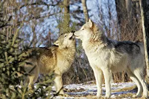 Submissive: Wolf / Gray Wolf / Timber Wolf - submissive behaviour