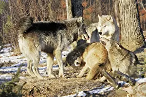Submissive: Wolf / Gray Wolf / Timber Wolf - submissive behaviour