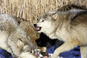 Hierarchy: Wolf / Gray Wolf / Timber Wolf - with White-tailed