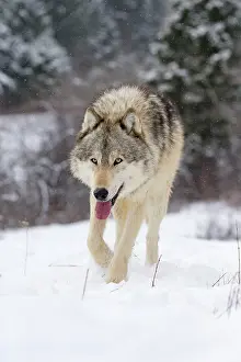 Robbery: Wolf, gray wolves (Canis lupus), dog-like, predators