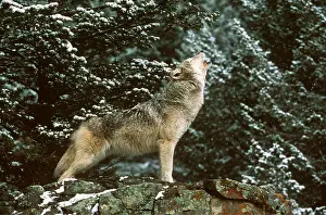 Howling: WOLF - howling in conifers
