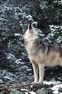 Howling: WOLF - howling on log