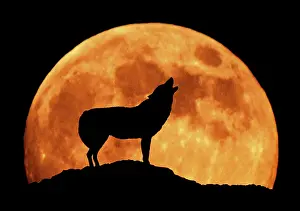 Howling: WOLF - howling at full moon, side view in silhouette