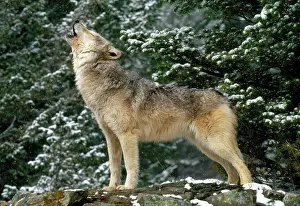 Howl: WOLF - howling in snow