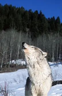 Howling: WOLF - howling in snow