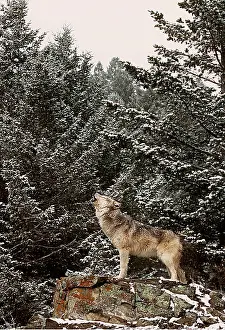 Howling: WOLF - howling by snowy trees