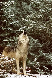 Howling: WOLF - howling by snowy trees