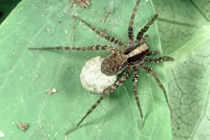 Case: Wolf or hunting spider