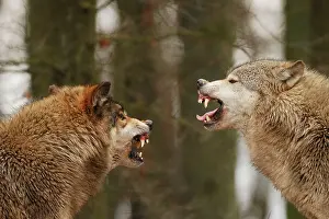 Intimidation: Wolf - intimidation (priority behaviour)