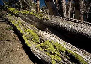 Vulpina: Wolf lichen - on old pine trunks at 11, 000 ft above
