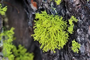 Cembra: Wolf Lichen on Swiss stone pine Arolla pine