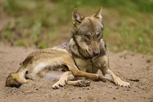Relaxing: Wolf lying relaxed on sandy ground in natural environment