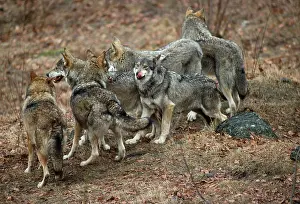 Packs: Wolf Pack