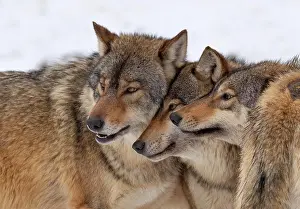 Wolves: Wolf pack, algonquin wolves (Canis lupus lycaon)