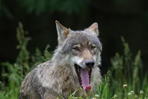 Tied: Wolf portrait European Wolf portrait in summer Germany