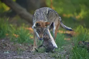 Plays: A wolf protects playful puppies in the forest