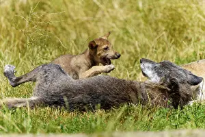Leaping: A wolf pup playfully jumps on a lying wolf on a green meadow