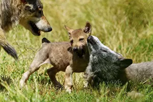 Wolf: Two wolf pups playing on a green meadow