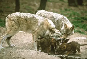 Wolves: WOLF - regurgitating food for litter
