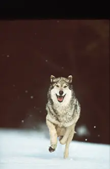 Chasing: WOLF - Running in the snow