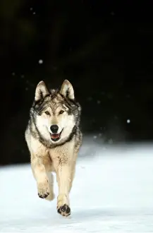 Chasing: WOLF - running in the snow