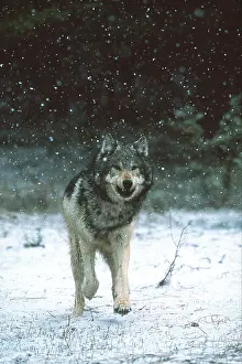 Threatening: Wolf - running in snow storm