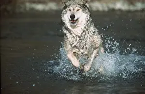 Splashing: WOLF - Running through water