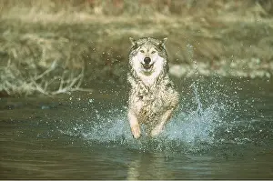 Splashing: WOLF - running through water
