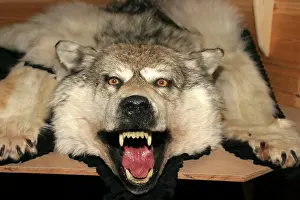 Taxidermy: Wolf Skin - close-up of head