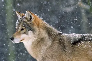Ake Lindau: WOLF - in the snow