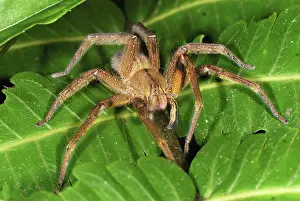 Lycosidae: Wolf Spider