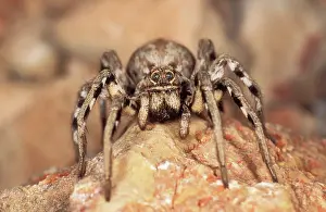 Lycosa: Wolf Spider