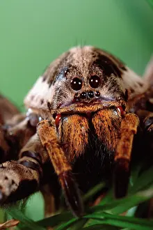 Lycosa: Wolf Spider