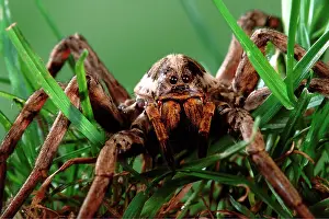 Lycosa: Wolf Spider